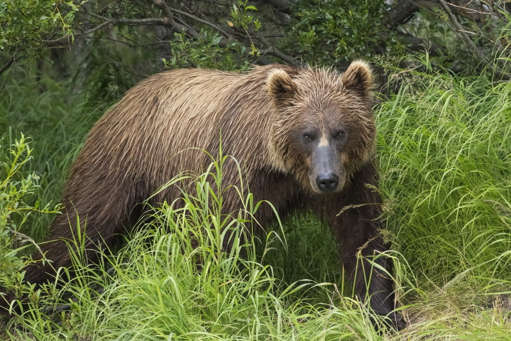 Watching For A Potential Salmon Dinner A Brown Bear Fishes Along The Banks Of A Small Stream In Katmai National Park Alaska Canvas Art - John Hyde Design Pics (19 x 12)