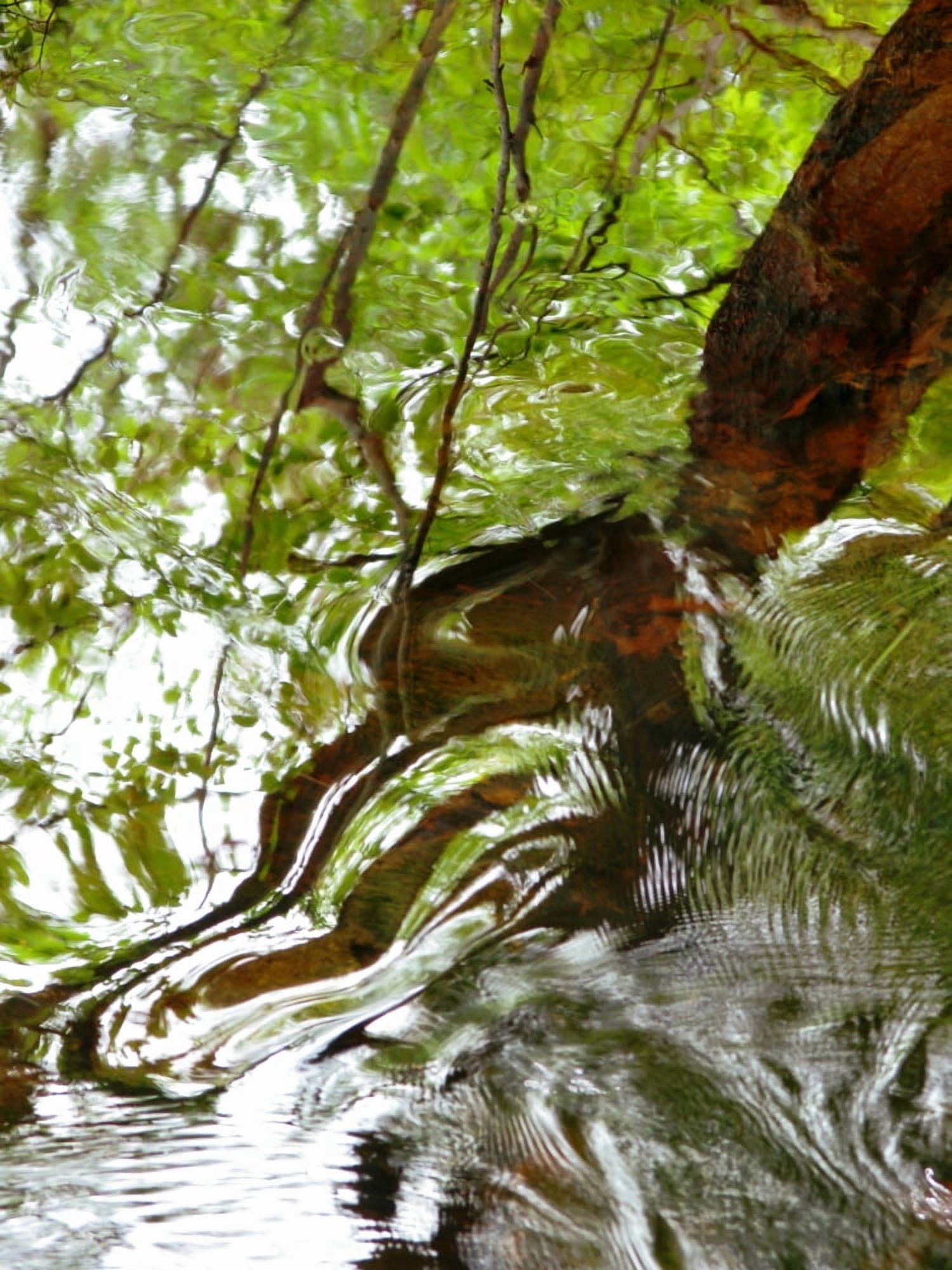 Water Abstract 23 Massachusetts Seekonk Caratunk Wildlife Refuge Ripples And Reflections On Water Surface Canvas Art - Joanne Baldaia Design Pics (24 x 32)
