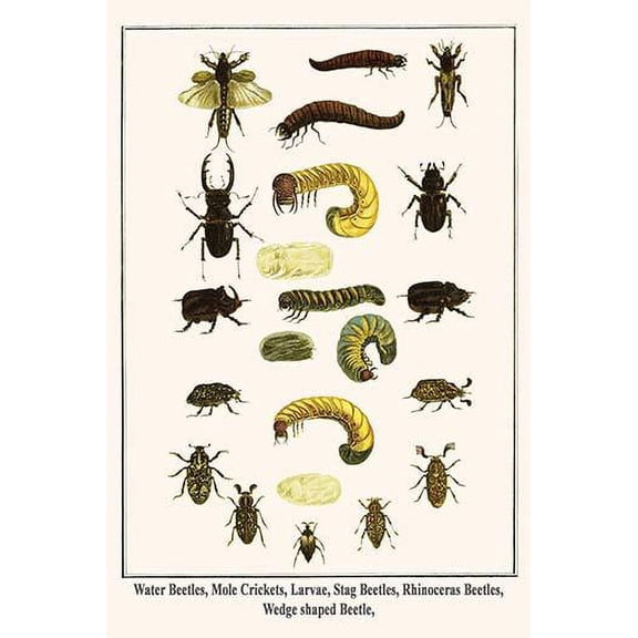 Water Beetles, Mole Crickets, Larvae, Stag Beetles, Rhinoceras Beetles, Wedge shaped Beetle,-Fine Art Canvas Print (20" x 30")