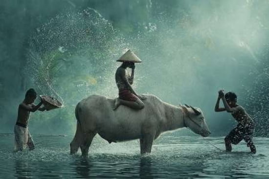 Water Buffalo Canvas Art - Vichaya (12 x 18)