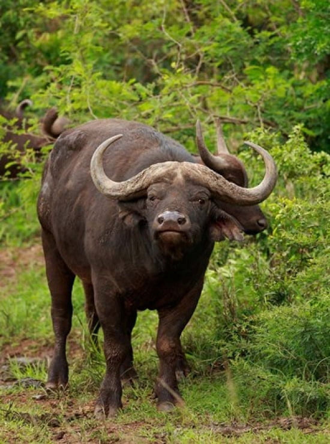 Water Buffalo Hluhulwe Game Reserve South Africa Canvas Art - Maresa Pryor DanitaDelimont (18 x 24)