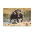 thumbnail image 1 of Water Buffalo Hunting Water Buffalo on Hunt Print Animal Wall Art Wildlife Canvas Prints Wall Art Ready to Hang Unframed, 1 of 18