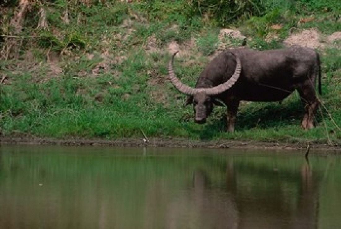 Water Buffalo in Kaziranga National Park India Canvas Art - Dee Ann Pederson DanitaDelimont (13 x 19)