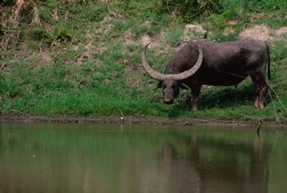 Water Buffalo in Kaziranga National Park India Canvas Art - Dee Ann Pederson DanitaDelimont (26 x 38)