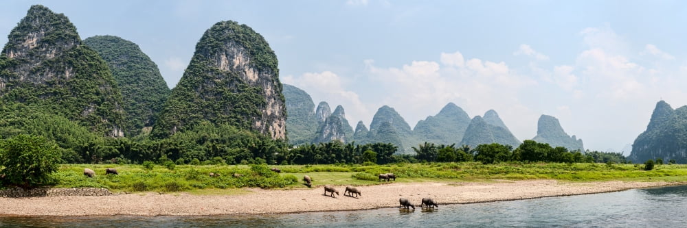 Water Buffaloes (Bubalus bubalis) in a river River Li Guilin Guangxi Zhuang Autonomous Region China Canvas Art - Panoramic Images (12 x 36)