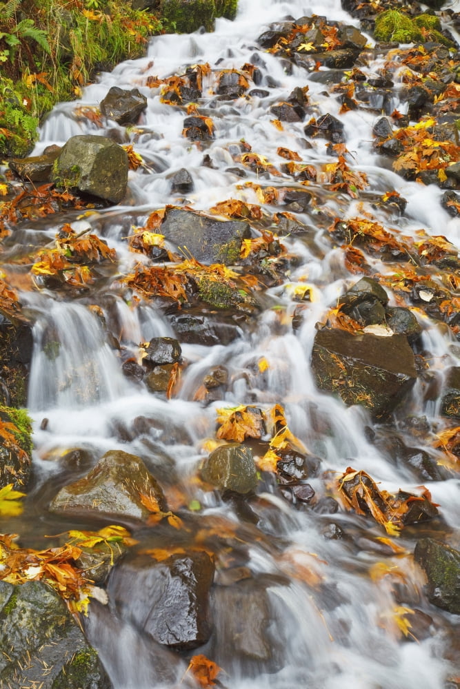 Water Cascading Over Rocks Covered In Leaves In Autumn Canvas Art - Craig Tuttle Design Pics (24 x 38)