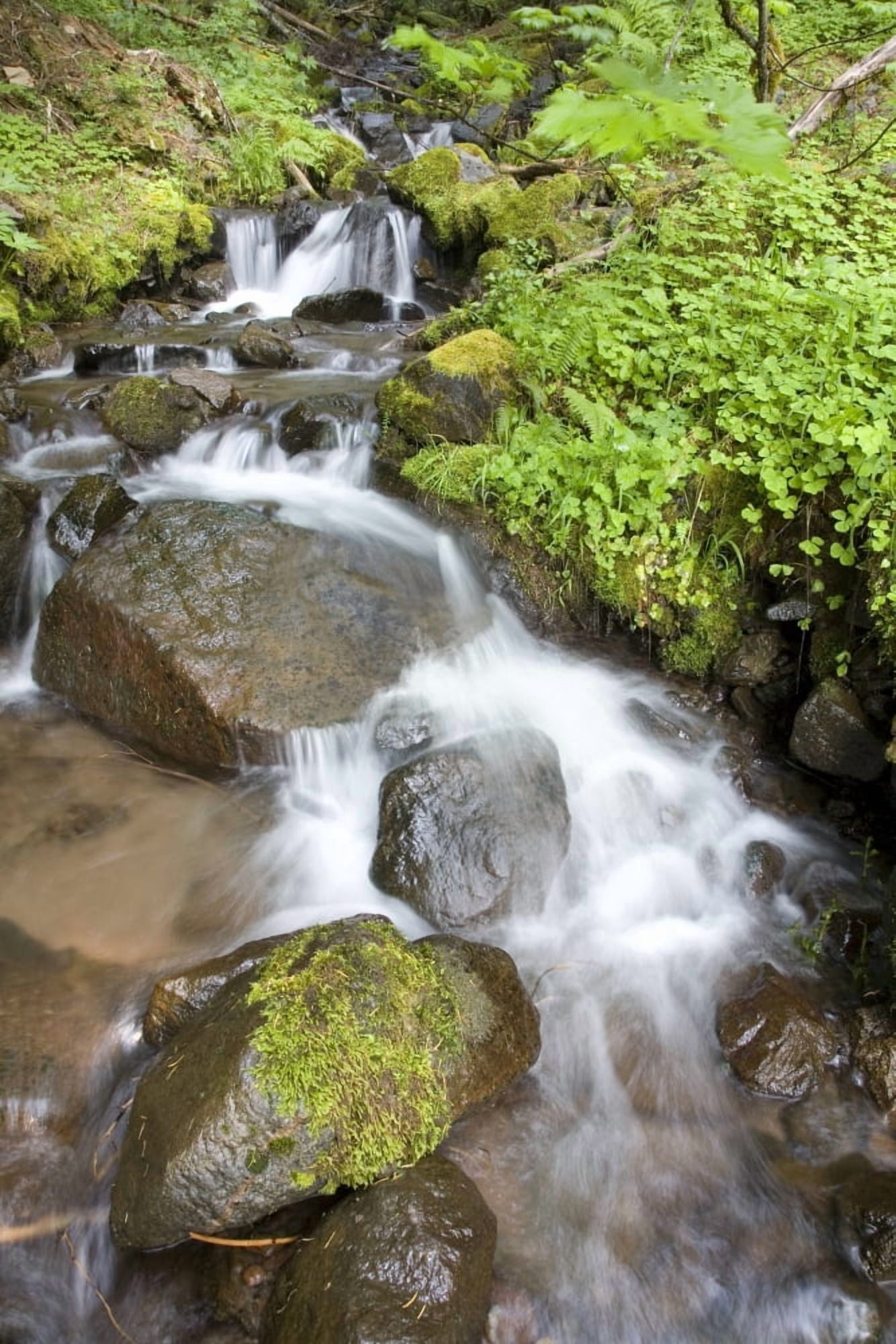 Water Cascading Over Rocks Mount Hood National Forest Oregon United States Of America Canvas Art - Craig Tuttle Design Pics (12 x 18)