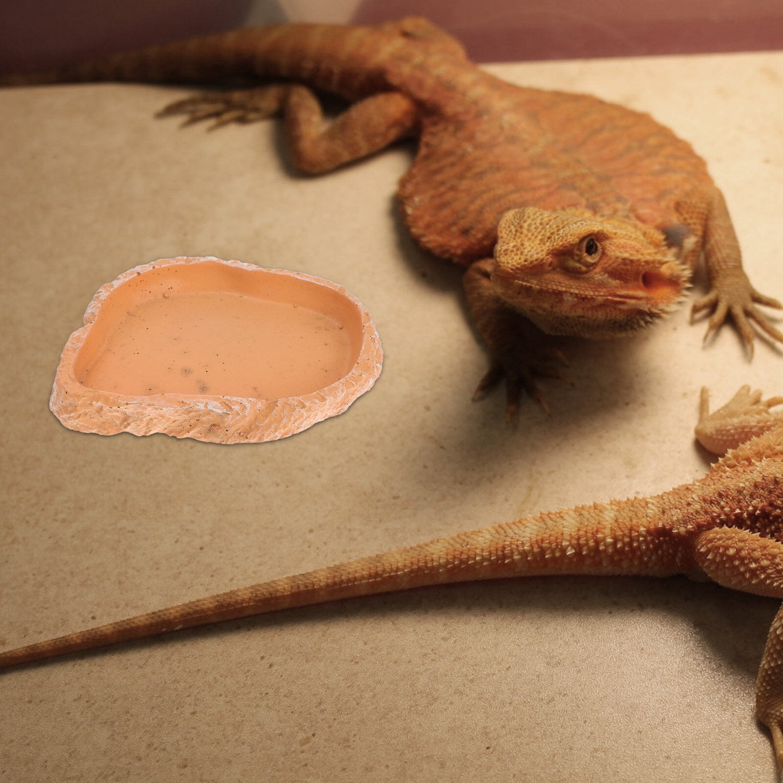 Water Dish Bowl Snake Turtle Reptile Feedingtortoise Shallow Gecko