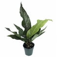 thumbnail image 1 of Water Dragon Anthurium Plant - 6" Pot, 1 of 2