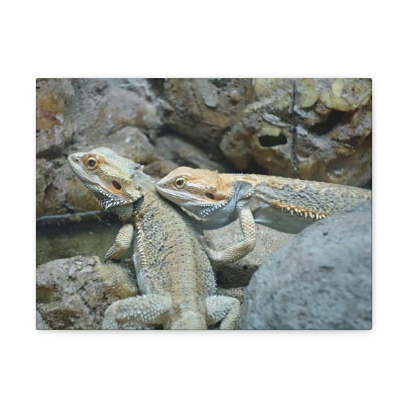 Water Dragon Couple Water Dragon Couple Print Animal Wall Art Wildlife Canvas Prints Wall Art Ready to Hang Unframed