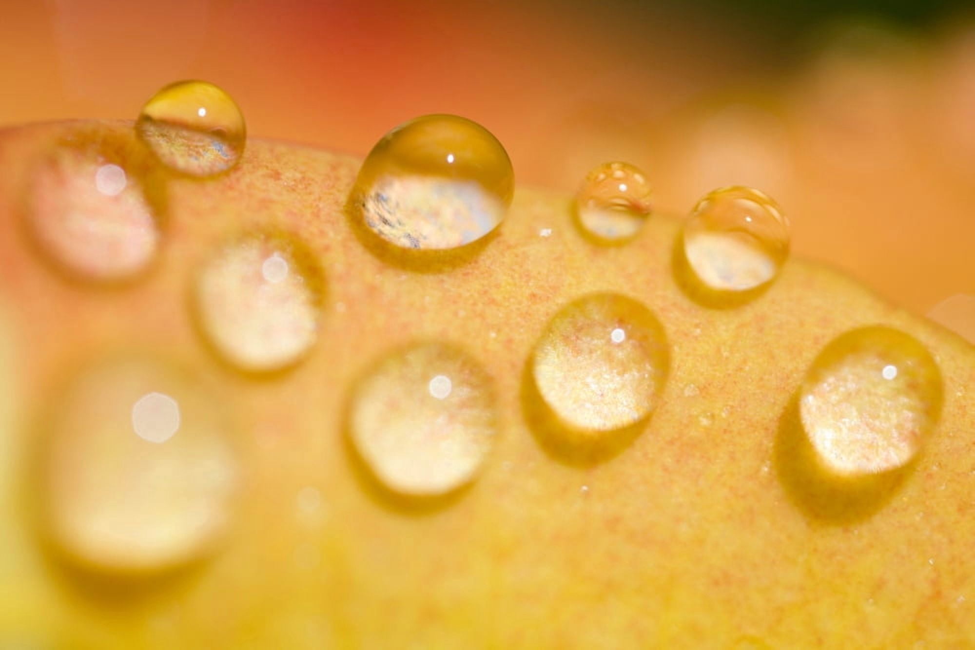 Water Droplets Canvas Art - Craig Tuttle Design Pics (20 x 13)