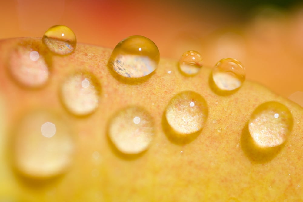Water Droplets Canvas Art - Craig Tuttle Design Pics (40 x 26)