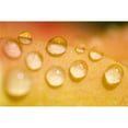 thumbnail image 1 of Water Droplets Poster Print, Large - 40 x 26, 1 of 1