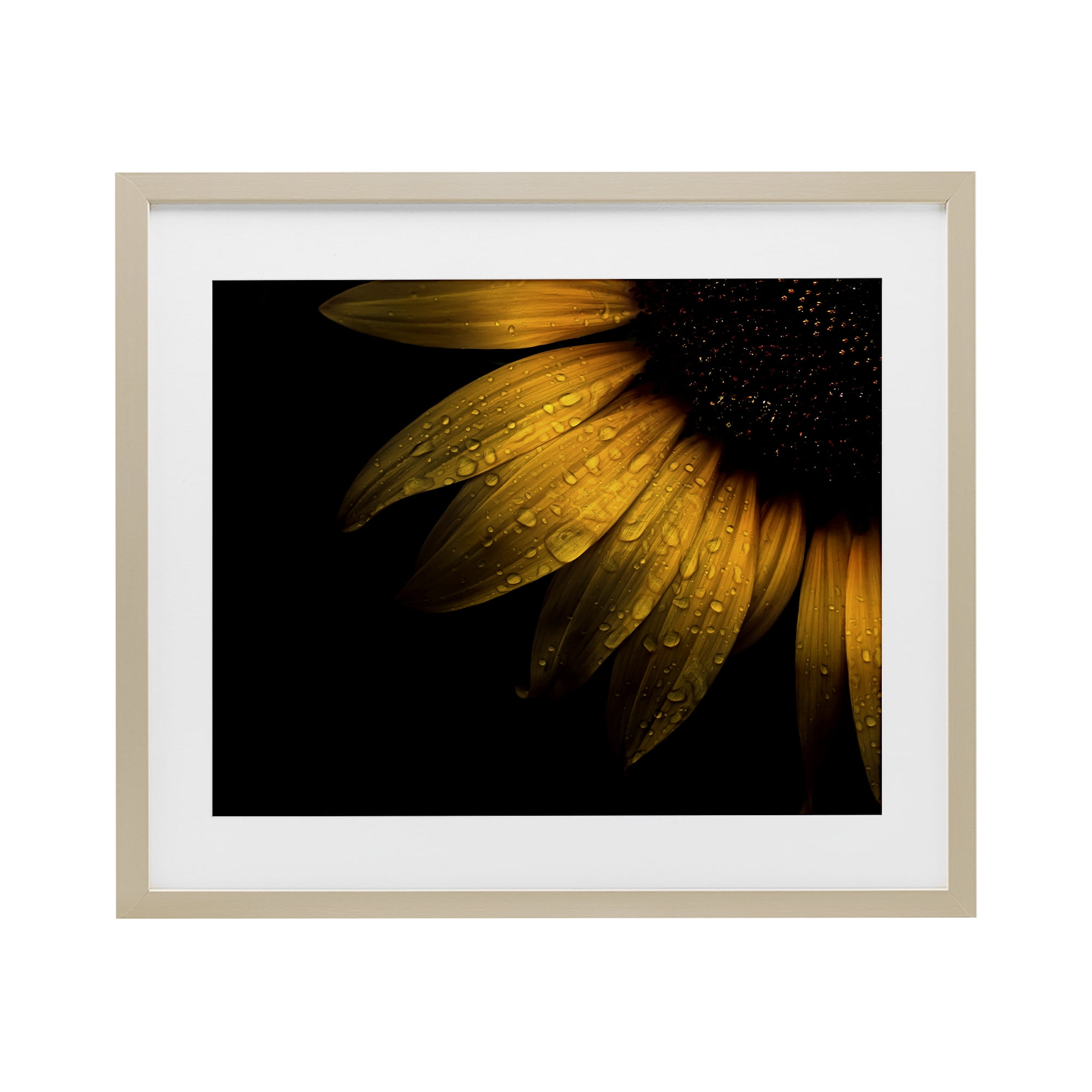 Water Droplets on Sunflower Birch Framed Print Under Glass, design by Brian Carson Photography