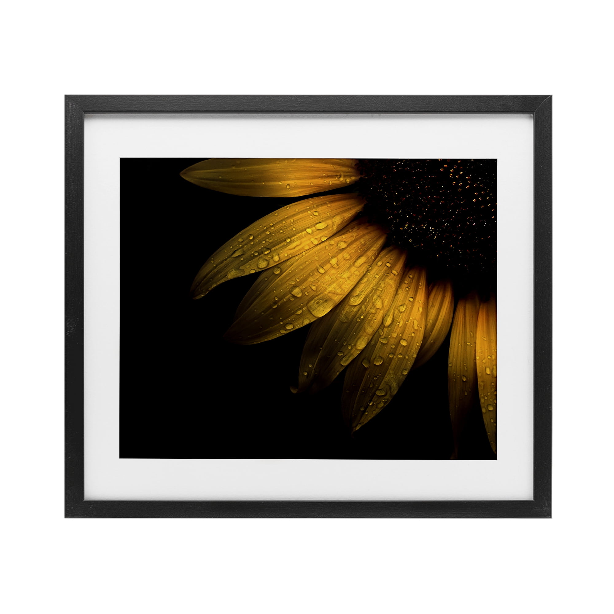 Water Droplets on Sunflower Black Framed Print Under Glass, design by Brian Carson Photography