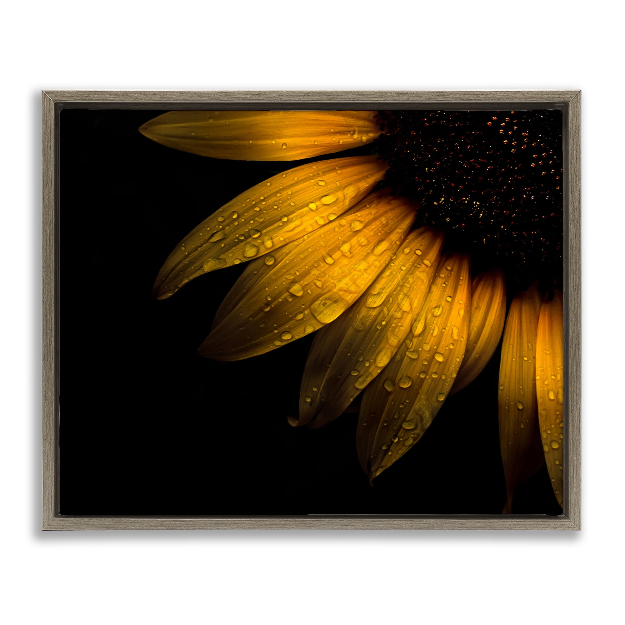 Water Droplets on Sunflower Brown Framed Floater Canvas Wall Art, design by Brian Carson Photography