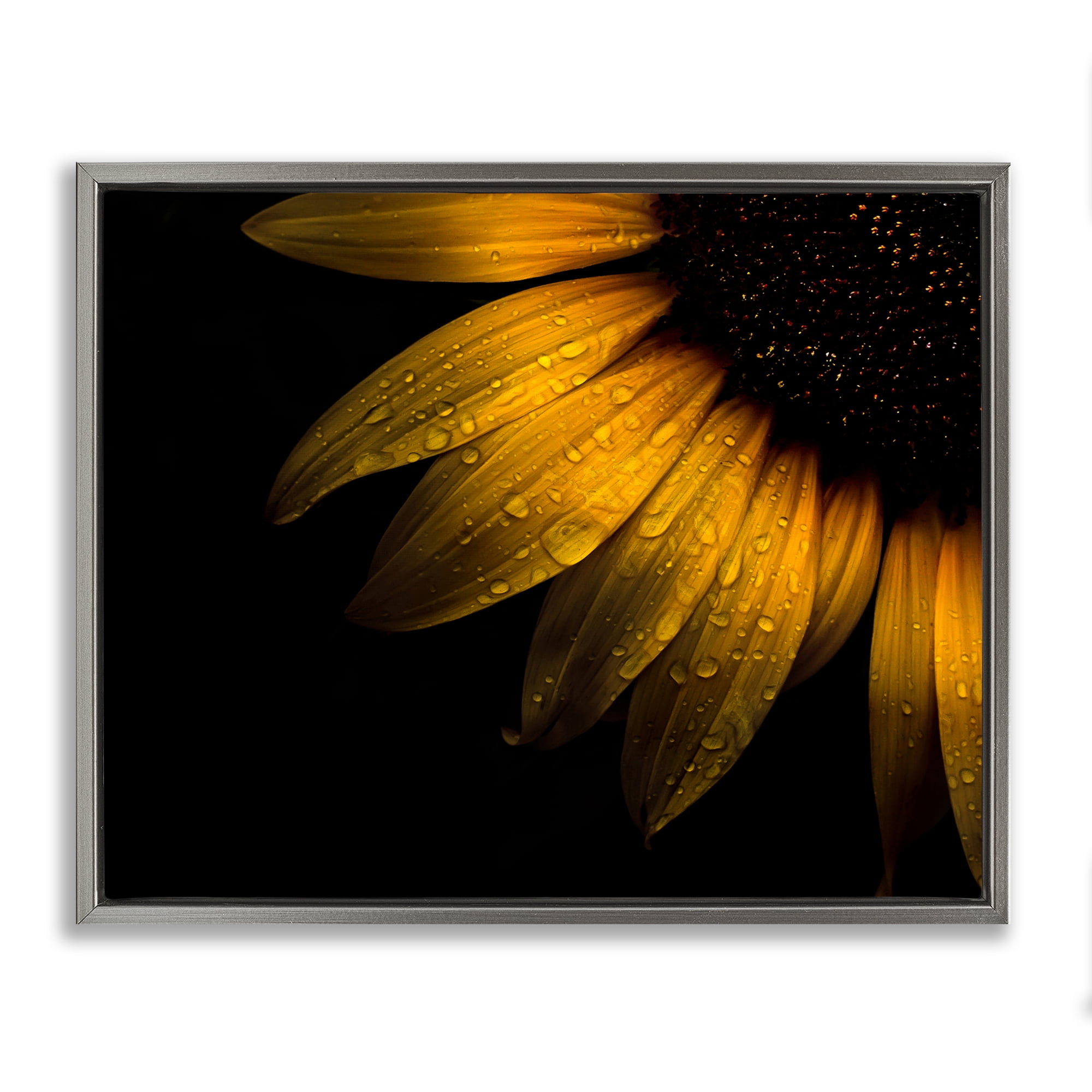 Water Droplets on Sunflower Gray Framed Floater Canvas Wall Art, design by Brian Carson Photography