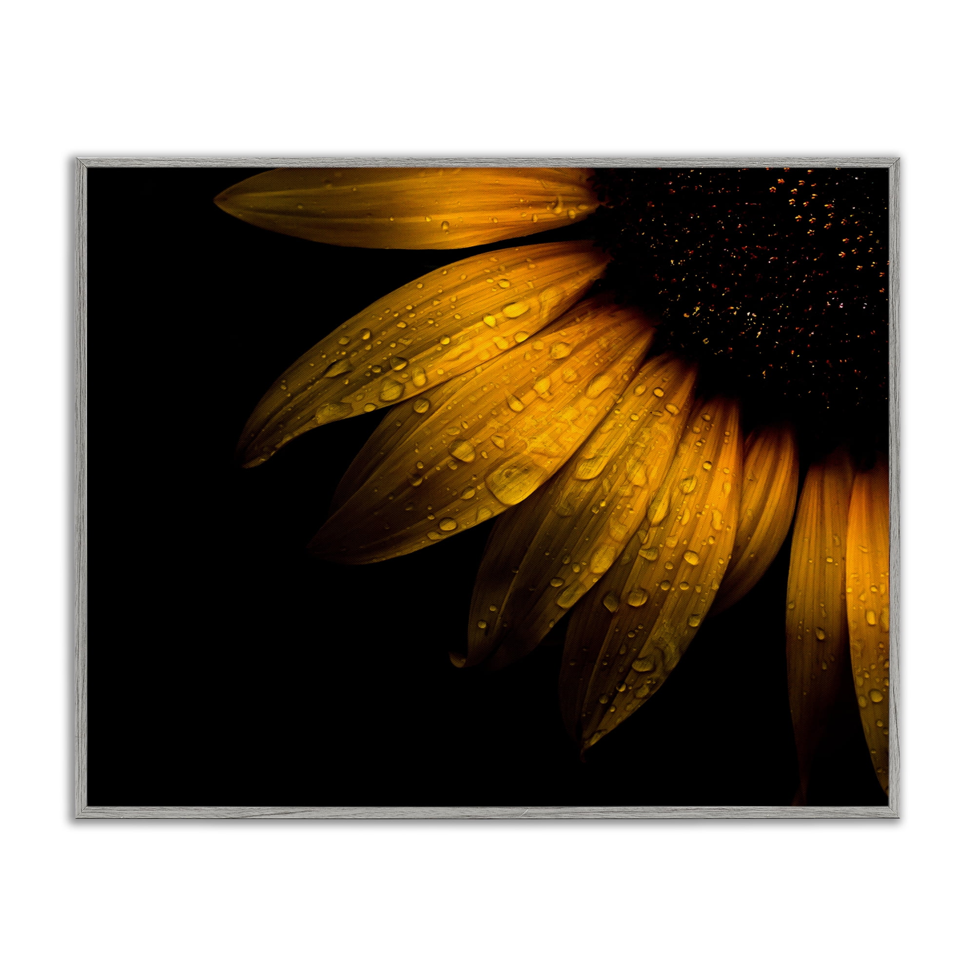 Water Droplets on Sunflower Gray Framed Giclee Art, design by Brian Carson Photography