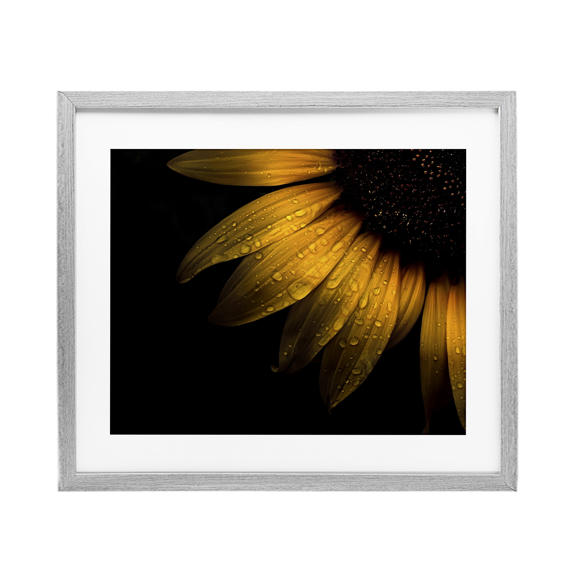 Water Droplets on Sunflower Gray Framed Print Under Glass, design by Brian Carson Photography