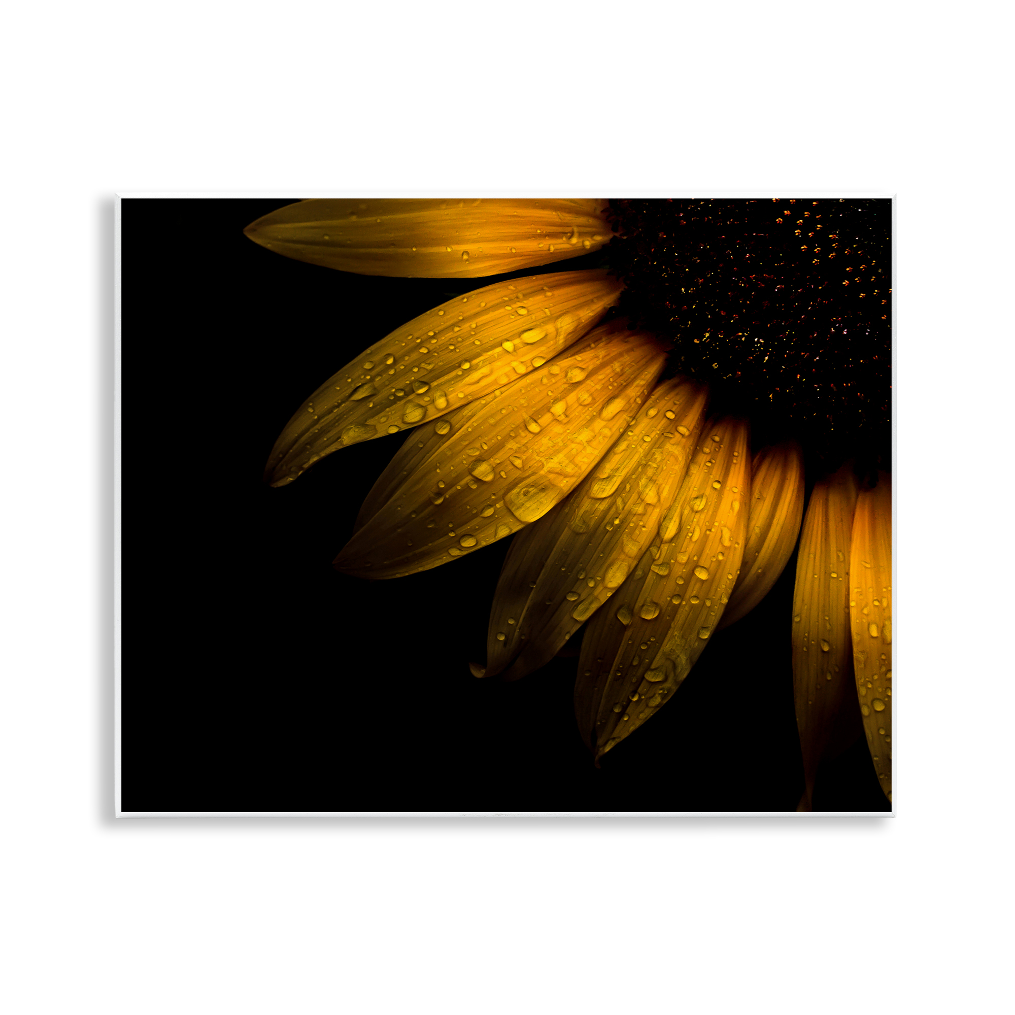 Water Droplets on Sunflower Wall Plaque Art, design by Brian Carson Photography