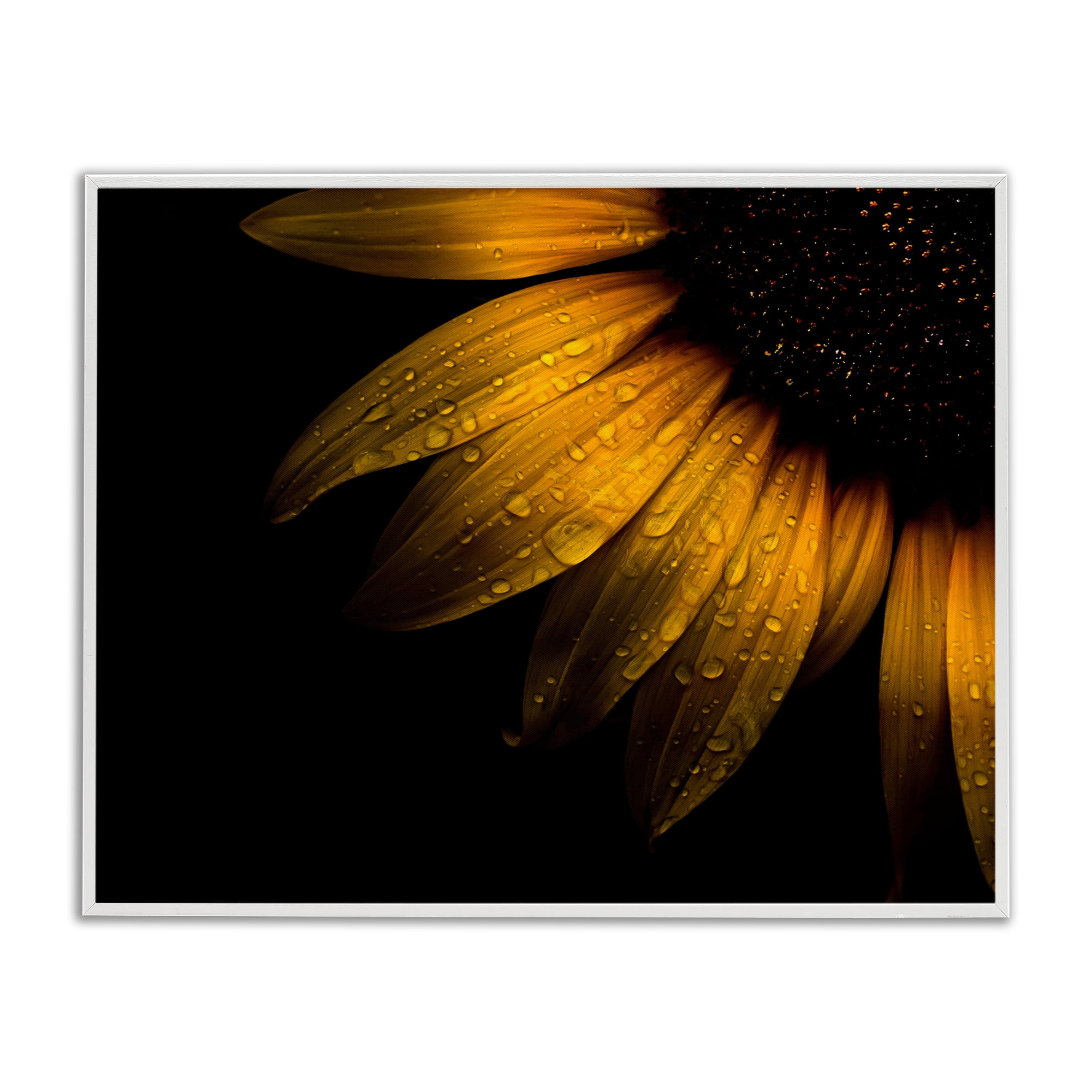 Water Droplets on Sunflower White Framed Giclee Art, design by Brian Carson Photography
