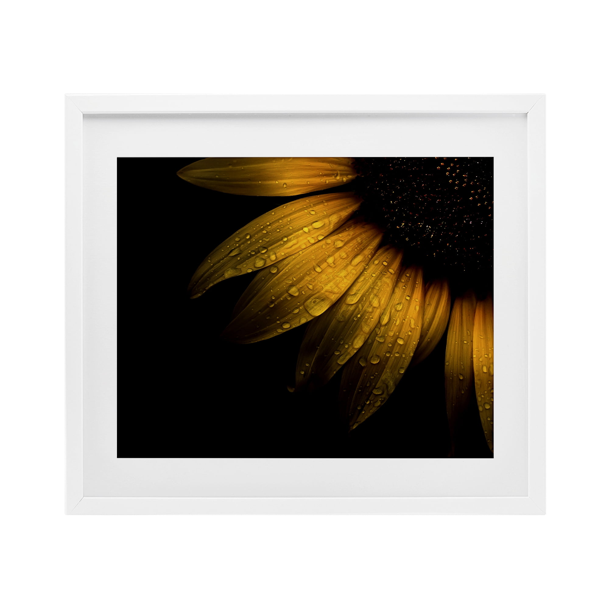 Water Droplets on Sunflower White Framed Print Under Glass, design by Brian Carson Photography