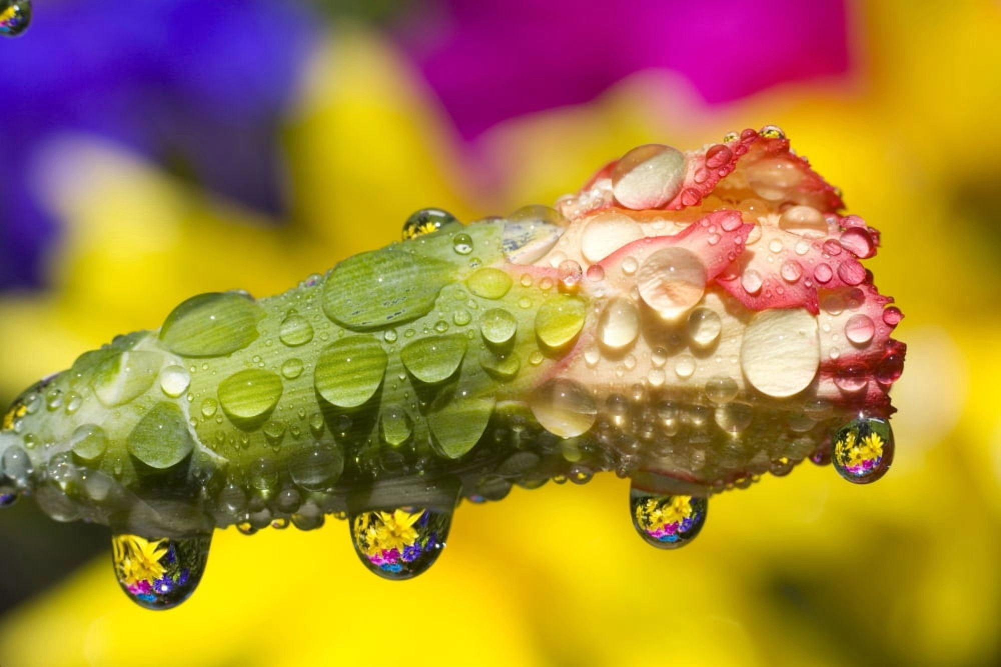 Water Drops On A Budding Flower Canvas Art - Craig Tuttle Design Pics (17 x 11)