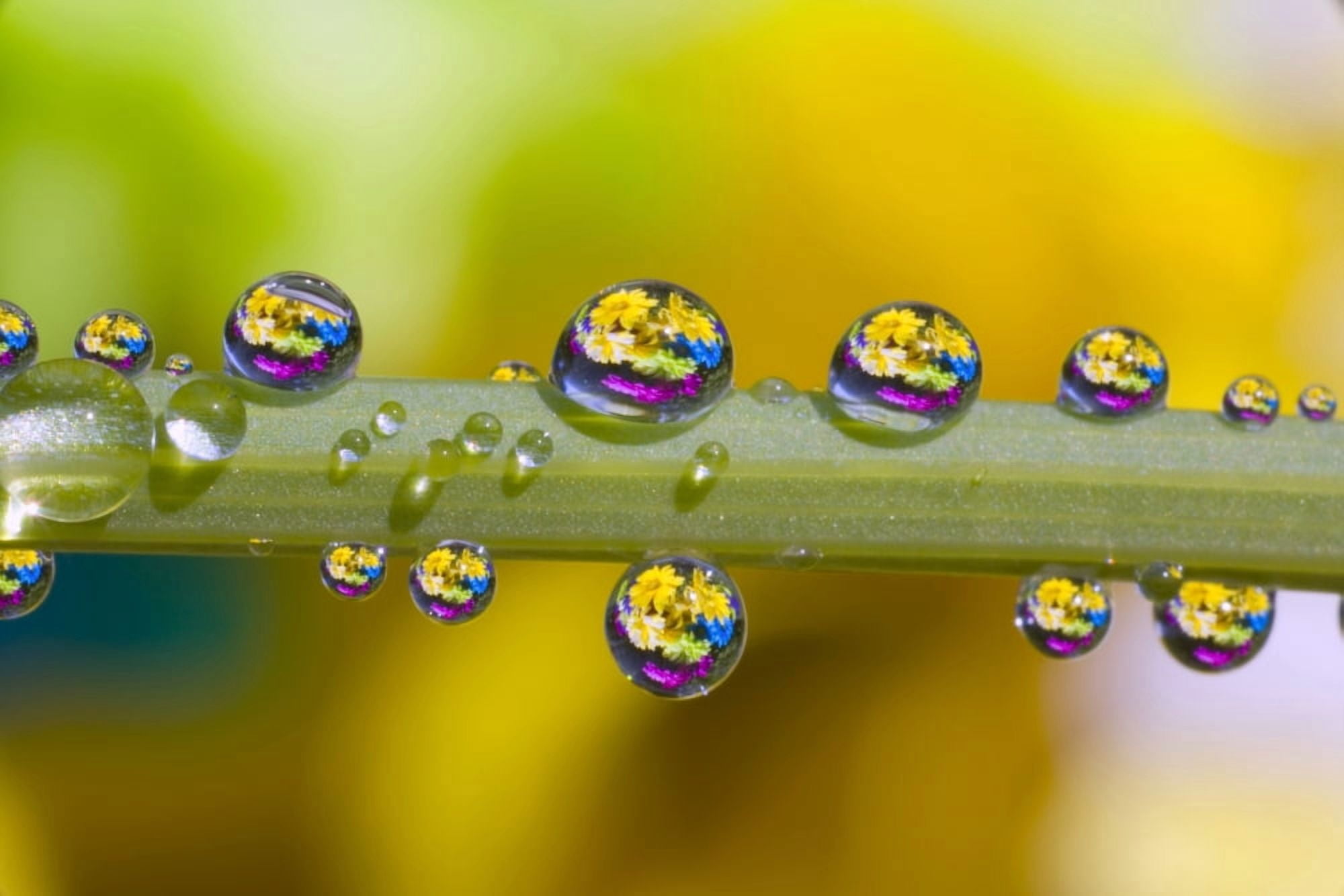 Water Drops On A Flower Stem Canvas Art - Craig Tuttle Design Pics (17 x 11)