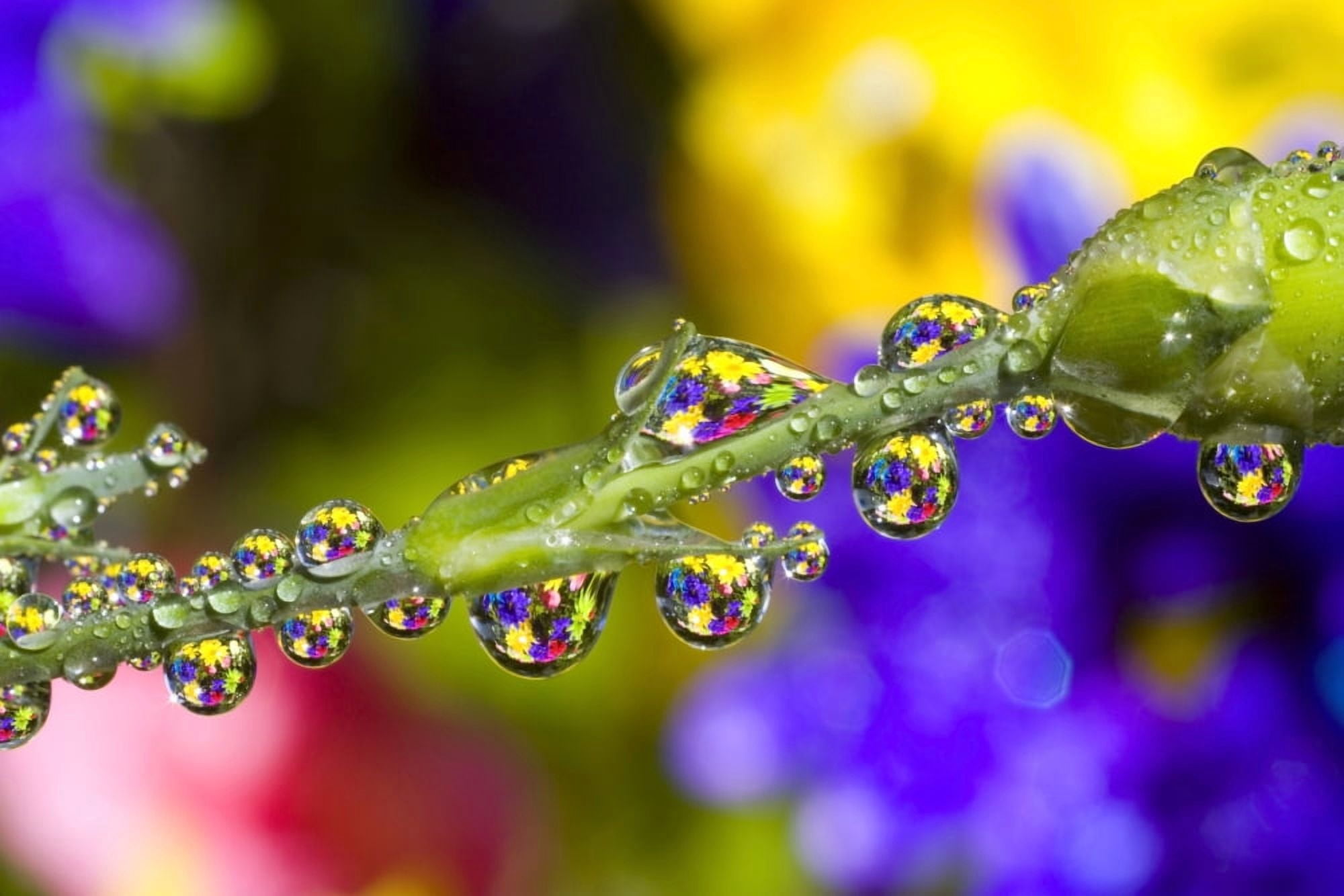 Water Drops On A Flower Stem Canvas Art - Craig Tuttle Design Pics (17 x 11)