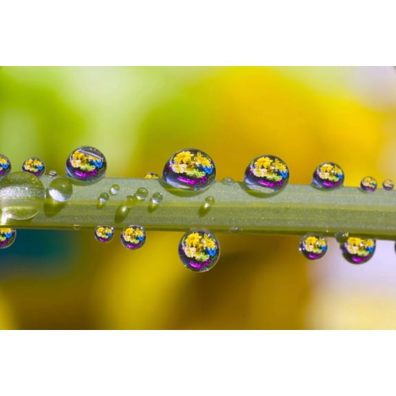 Water Drops On A Flower Stem Canvas Art - Craig Tuttle Design Pics (34 x 22)