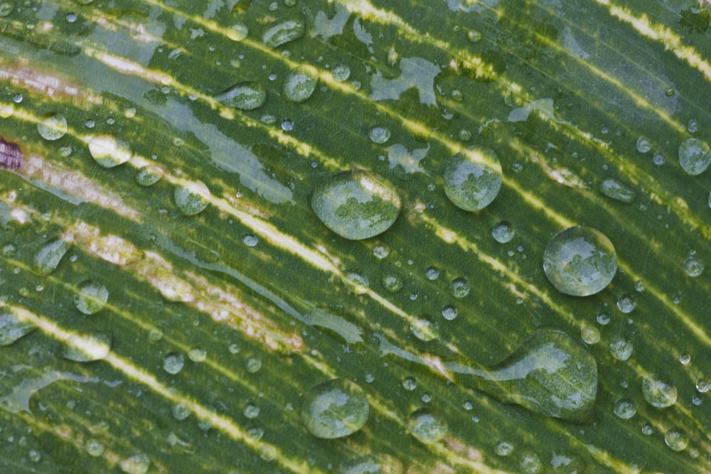 Water Drops On A Plant Leaf Northumberland England Canvas Art - John Short Design Pics (38 x 24)