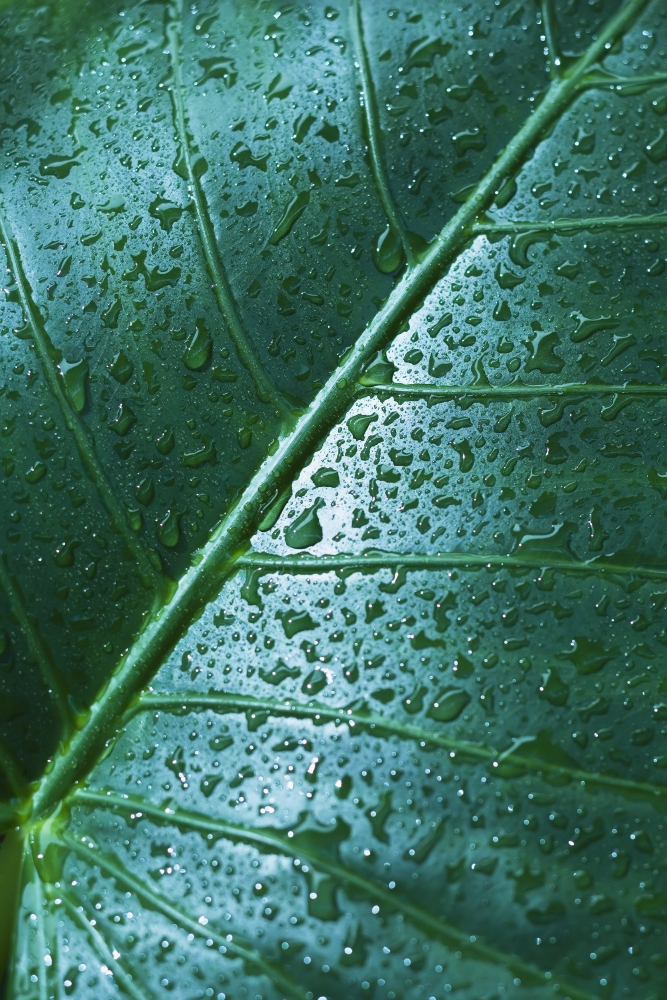 Water Drops On Elephant Ear Leaf Canvas Art - Dana Edmunds Design Pics (12 x 18)