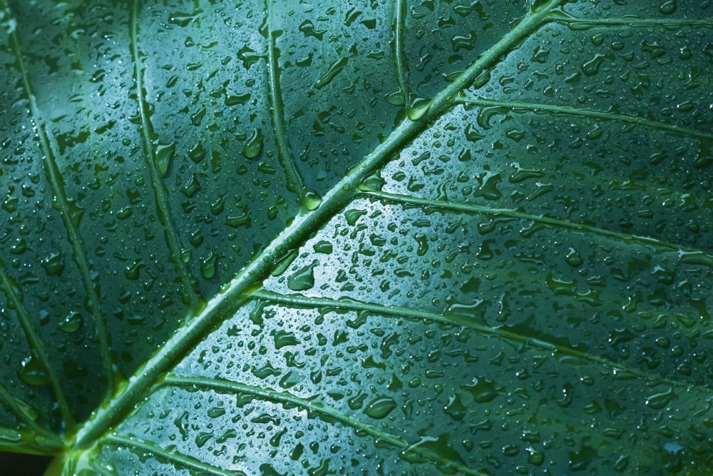 Water Drops On Elephant Ear Leaf Canvas Art - Dana Edmunds Design Pics (34 x 22)