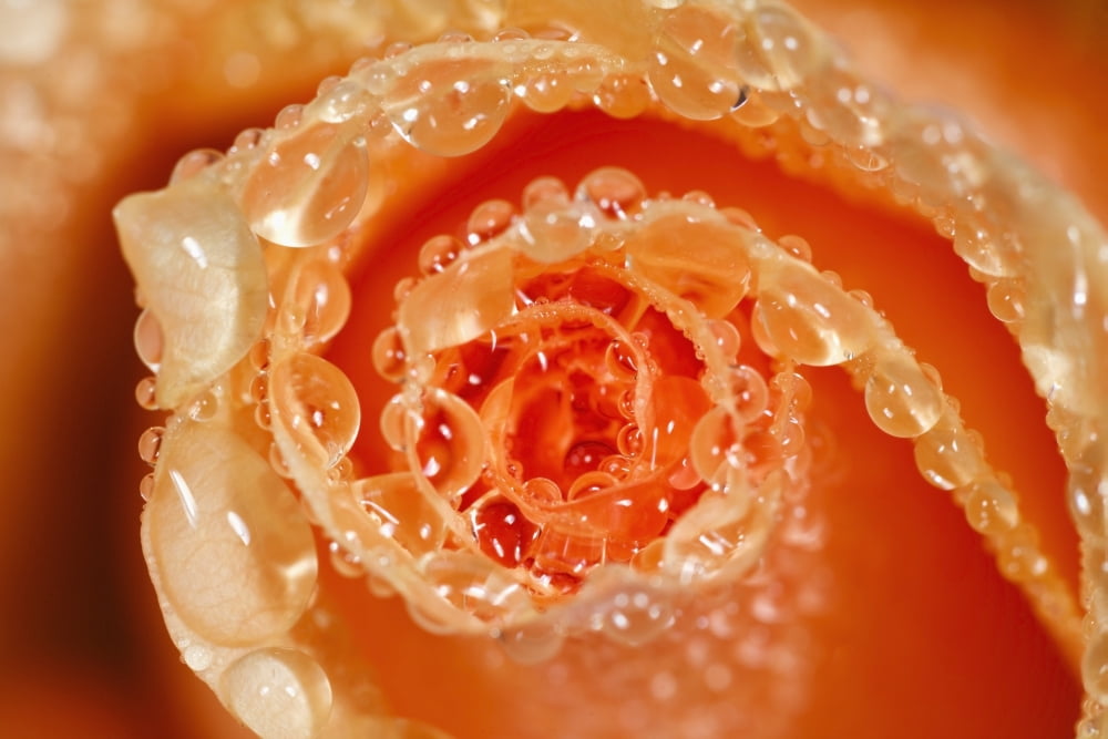 Water Drops On The Petals Of A Rose Canvas Art - Craig Tuttle Design Pics (38 x 24)