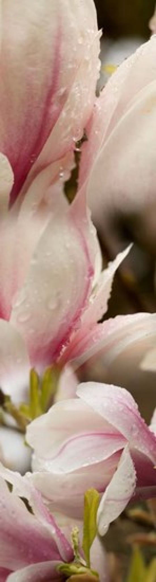 Water Drops on Pink Magnolias Canvas Art - Panoramic Images (12 x 45)