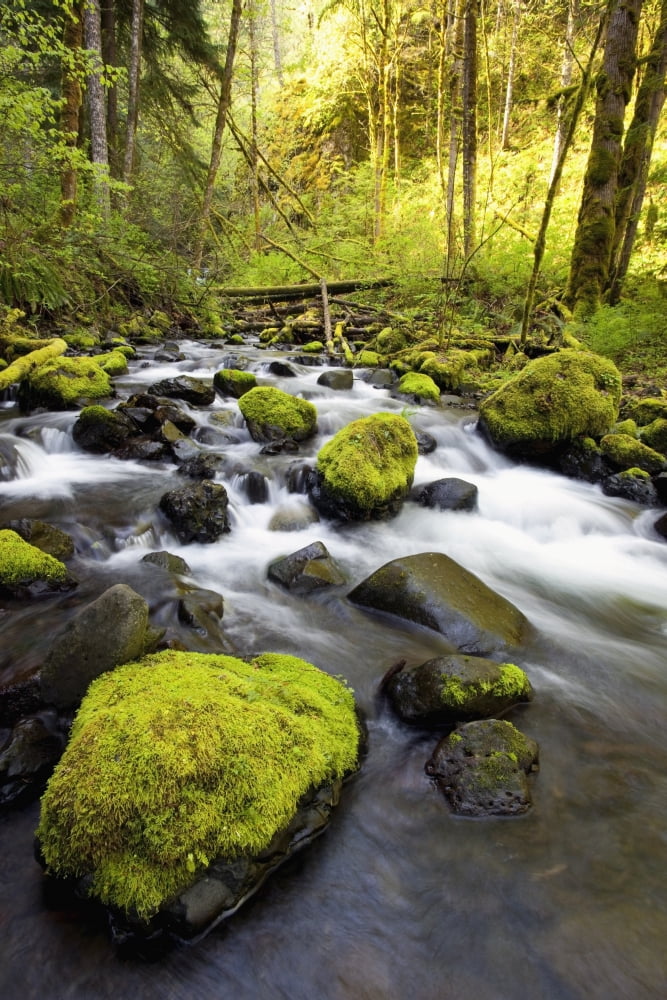 Water Flowing By Moss Covered Rocks In A Stream Canvas Art - Craig Tuttle Design Pics (12 x 19)