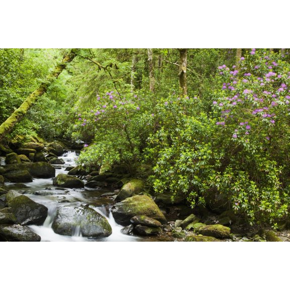 Water Flowing Down A River Surrounded By Lush Trees Near Torc Waterfall Killarney County Kerry Ireland Canvas Art - Peter Zoeller Design Pics (19 x 12)