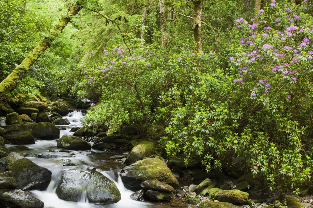 Water Flowing Down A River Surrounded By Lush Trees Near Torc Waterfall Killarney County Kerry Ireland Canvas Art - Peter Zoeller Design Pics (38 x 24)