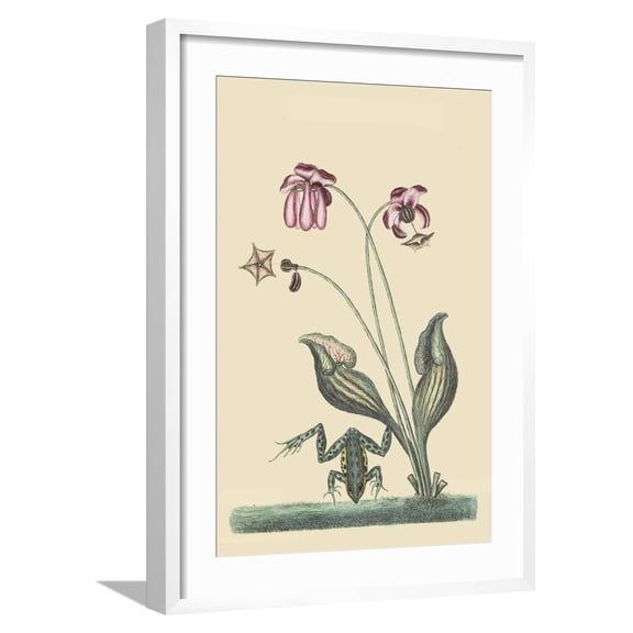 Water Frog Framed Art Print by Mark Catesby, 16" x 24", Sold by Art.com