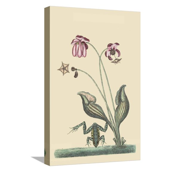 Art.com Water Frog Stretched Canvas Print Wall Art by Mark Catesby, 12" x 18"