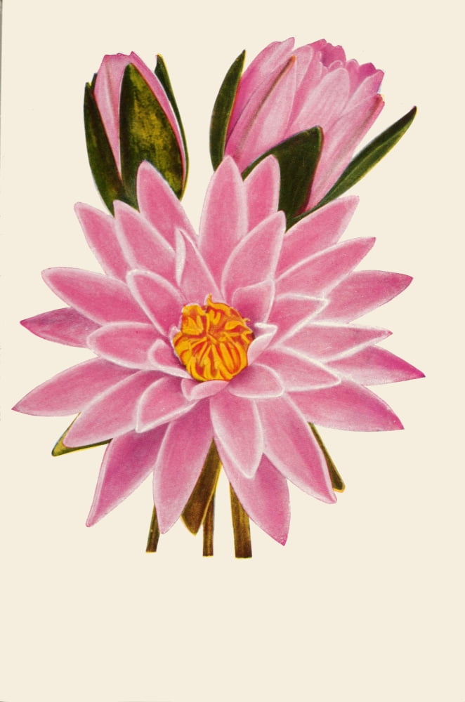 Water Gardening 1935 Water-lily Rose Arey Canvas Art - Unknown (18 x 24)