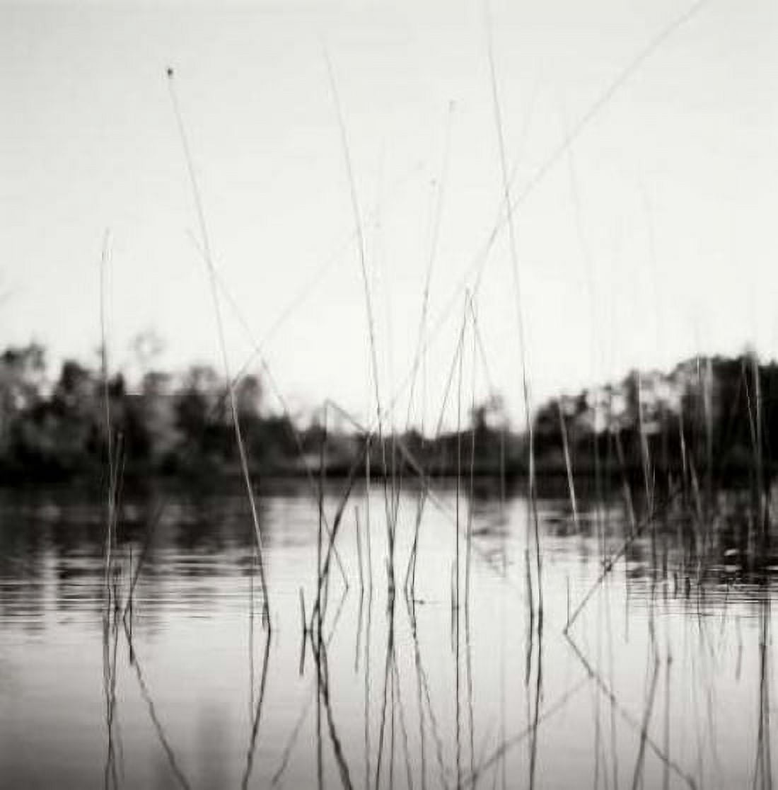 Water Grass Canvas Art - Bob Stefko (24 x 24)