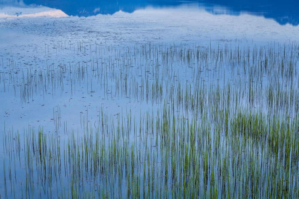 Water Grass Eastern Iceland Canvas Art - Panoramic Images (36 x 12)