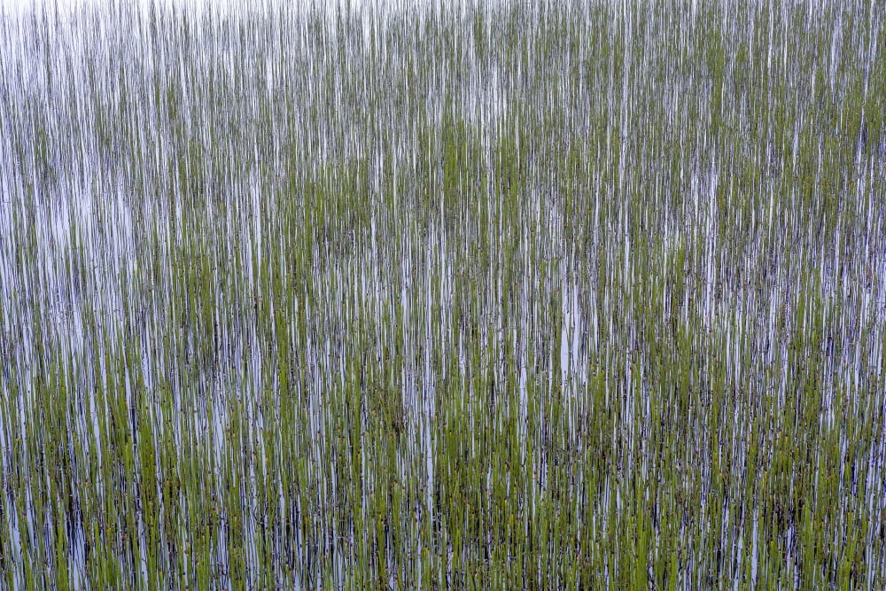 Water Grass Eastern Iceland Canvas Art - Panoramic Images (36 x 12)