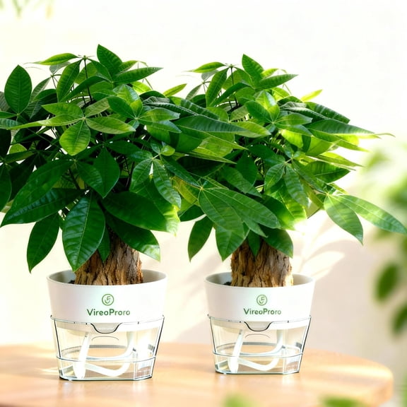 Water-Grown Money Tree Plant 1 Pack | Thick Roots, Easy Care Desktop Plants | Grow-Your-Own Lucky Plants for Home & Office