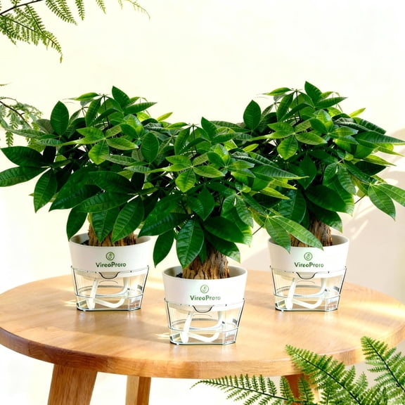 Water-Grown Money Tree Plant 1 Pack | Thick Roots, Easy Care Desktop Plants | Grow-Your-Own Lucky Plants for Home & Office
