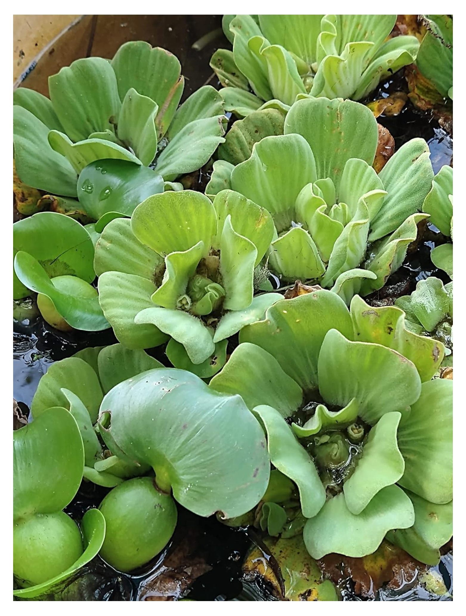 Water Hyacinth (5); Water Lettuce (5); Parret (5); Florida Nursery