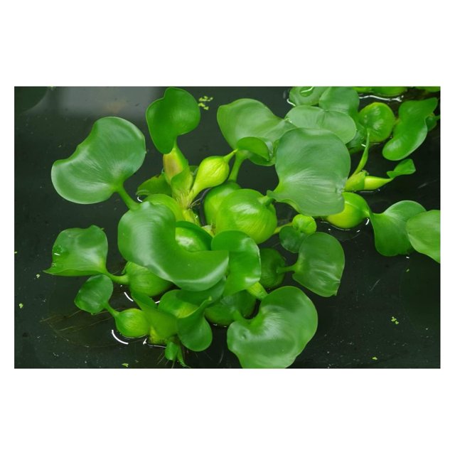 Water Hyacinths Floating Water Garden Plants 15 Live Plants - Walmart.com