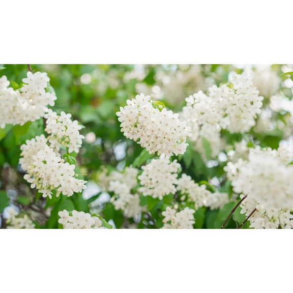 Water Jasmine Tree Seeds for Planting (5 Seeds) - Wrightia religiosa