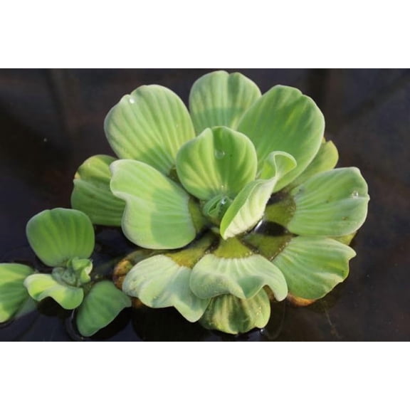 Water Lettuce | Live Floating Pond Plants for Water Gardens (Water Lettuce, 5, Count)